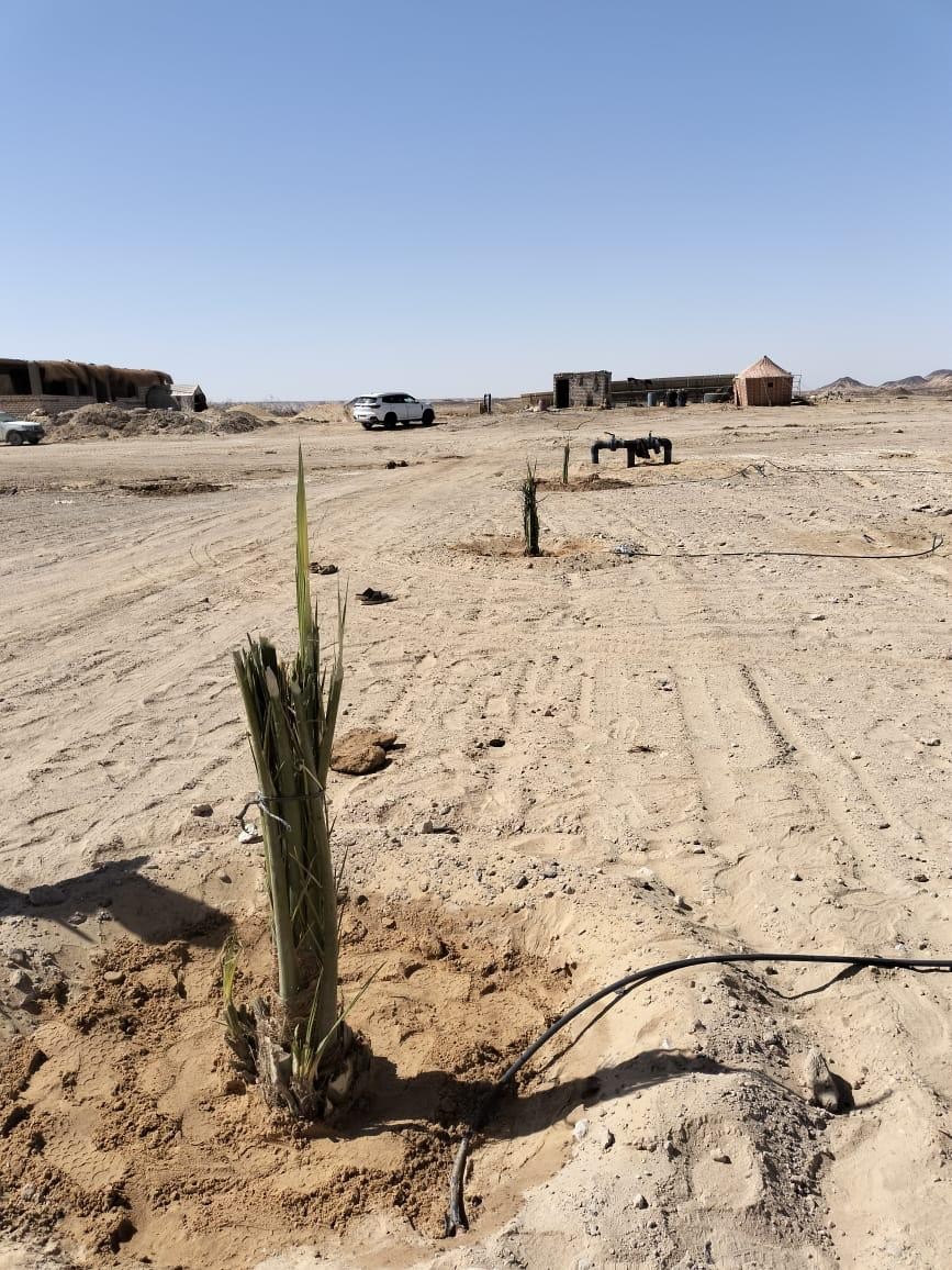 المرحلة الثالثة: زراعة نخيل المجدول